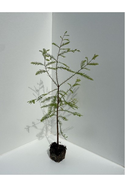 Taxodium саджанець